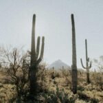 Scenic view of saguaro cacti under clear sky in Arizona desert.